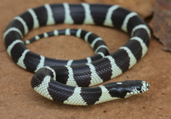 California Kingsnake